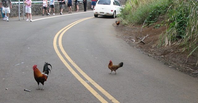 Een Gokkast op de Chicken Road Casino: Wat is Nieuw in Nederland?, chicken road game
